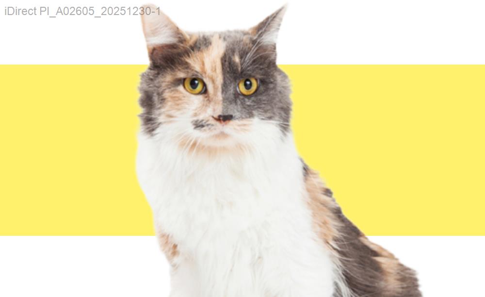 當貓狗進入換毛季，你必須知道的這項神秘撫摸技巧